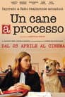 Un Cane a Processo
